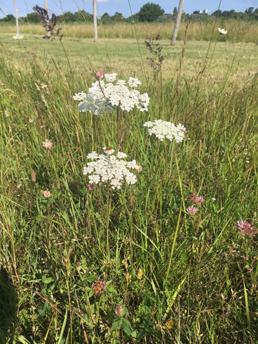 Daucus carota subsp. carota (3).jpg &copy; 74laprune