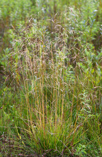 DeschampsiaCesp.jpg &copy; Fice