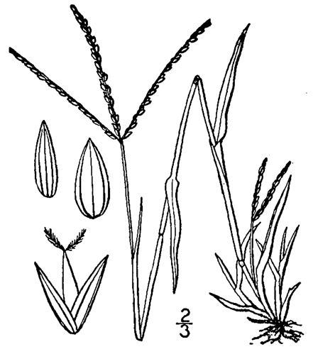 Digitaria ischaemum syis 001 pvd.jpg &copy; Rasbak