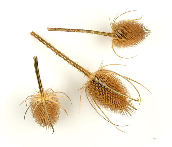 Dipsacus fullonum MHNT.BOT.2005.0.269.jpg &copy; Archaeodontosaurus