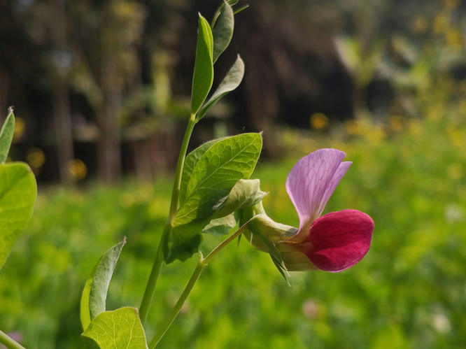 মটরশুঁটি ফুল.jpg &copy; তুষার হোসেন