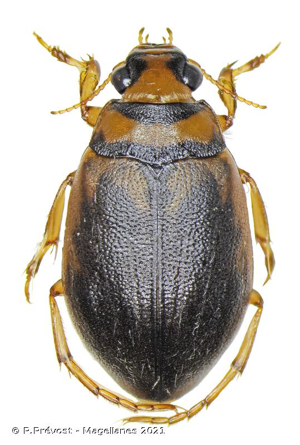  © P.Prévost - Magellanes 2021