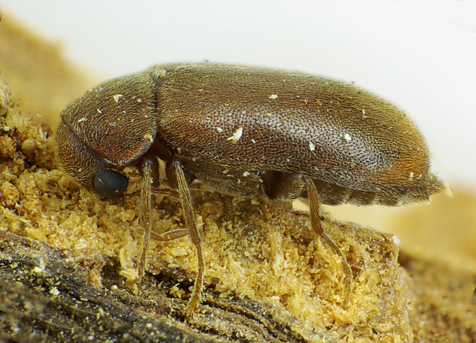 Ernobius mollis side.jpg &copy; Siga