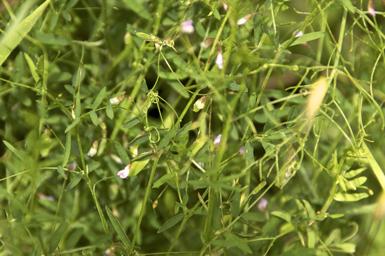 Ervum tetraspermum-4468.jpg &copy; Lidine Mia