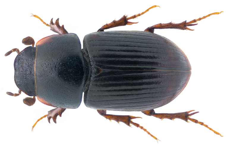 Esymus pusillus (Herbst, 1789) Syn.- Aphodius (Esymus) pusillus Herbst, 1789 (33236141752).png &copy; Rudolphous