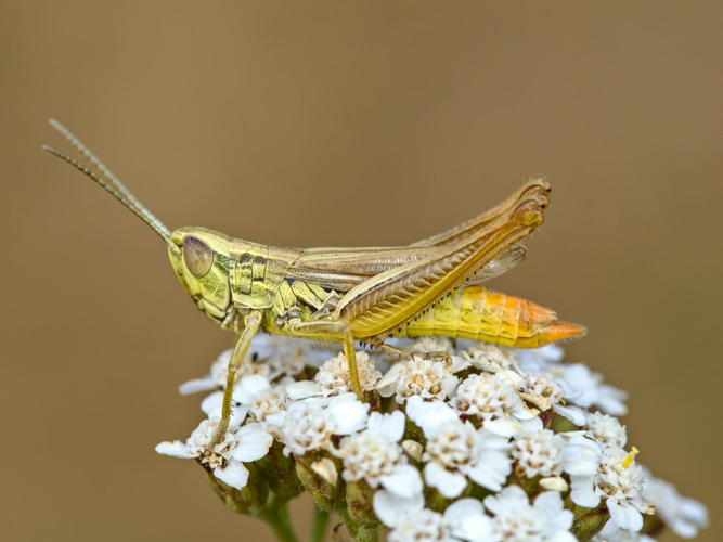 Euchorthippus declivus 217238056.jpg &copy; Lodewicus de Honsvels