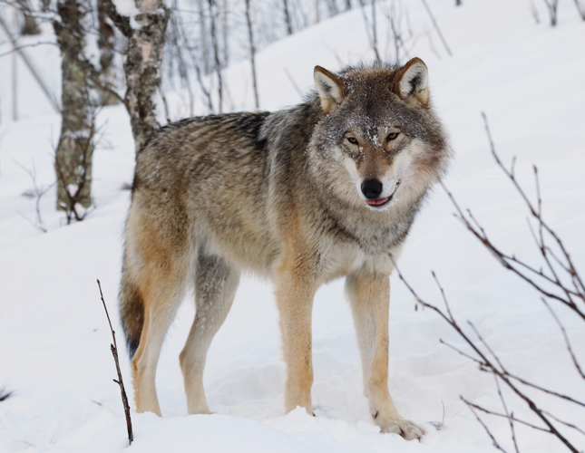 Eurasian wolf 2.jpg &copy; MPF