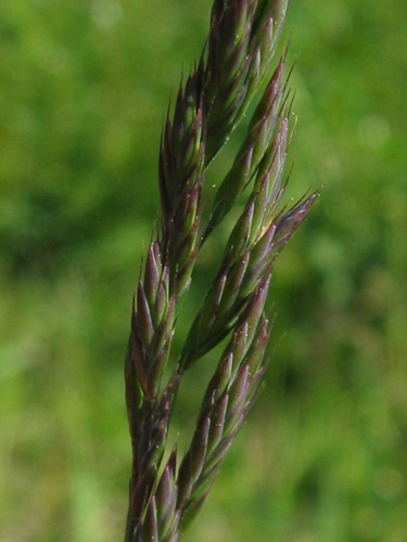 Festuca rubra detail.jpeg &copy; Fabelfroh