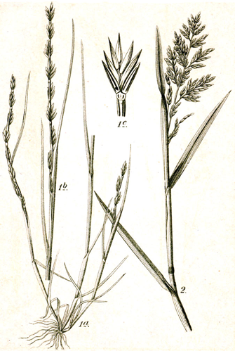 Festuca spp Sturm40.jpg &copy; Finavon