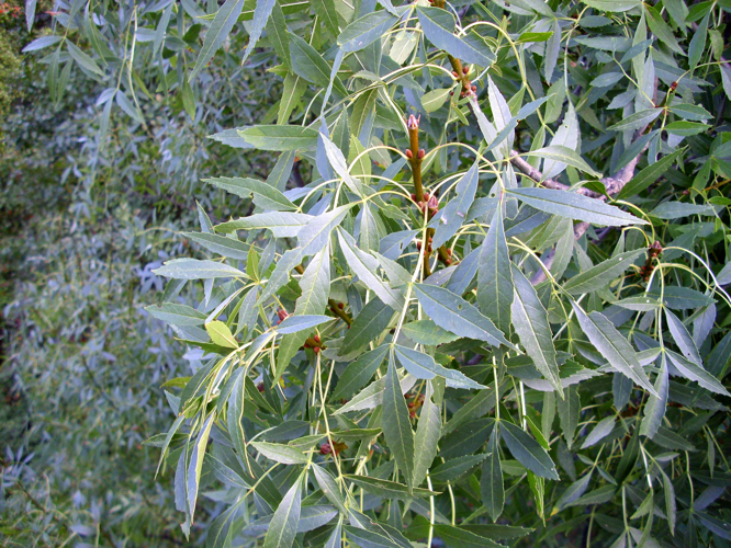 Fraxinus angustifolia LeavesCloseup 2009September25 SierraMadrona.jpg &copy; Javier martin