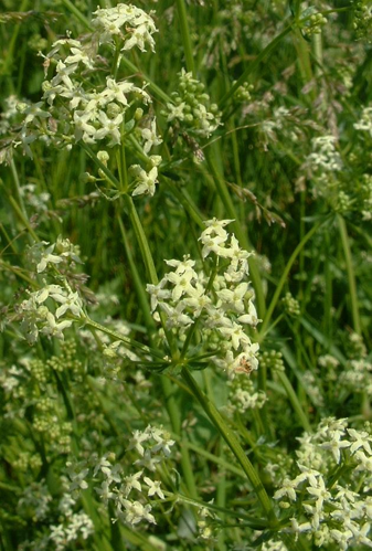 Galium album1.jpg &copy; Bilou~commonswiki