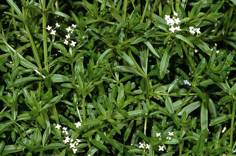 Galium elongatum eF.jpg &copy; Fornax