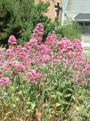 GardenValerian.jpg &copy; Angrense