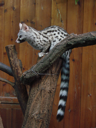Genetta genetta felina (Wroclaw zoo).JPG &copy; Guérin Nicolas