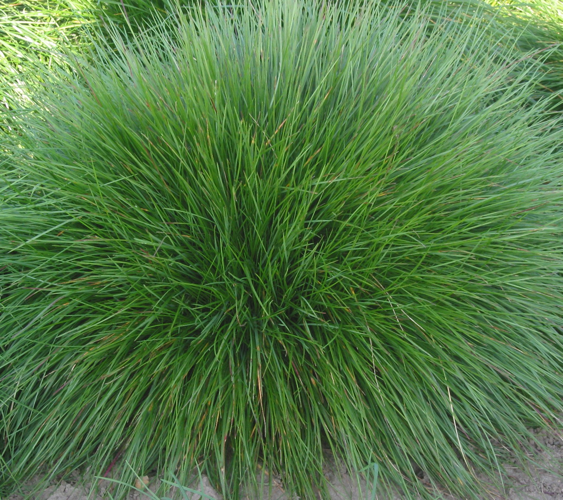 Gewoon roodzwenkgras Festuca rubra var. commutata.jpg &copy; Rasbak