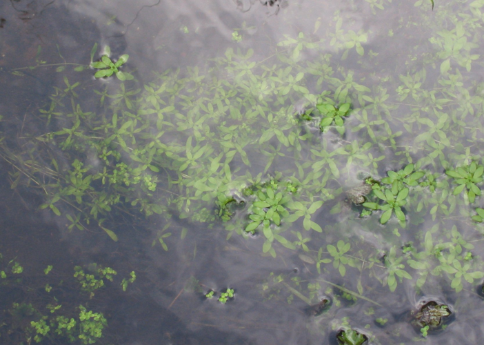 Gewoon sterrenkroos (Callitriche platycarpa).jpg &copy; Rasbak