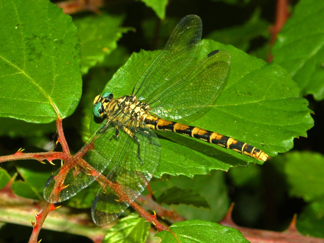 Gomphidae - Onychogomphus forcipatus unguiculatus.JPG &copy; Hectonichus
