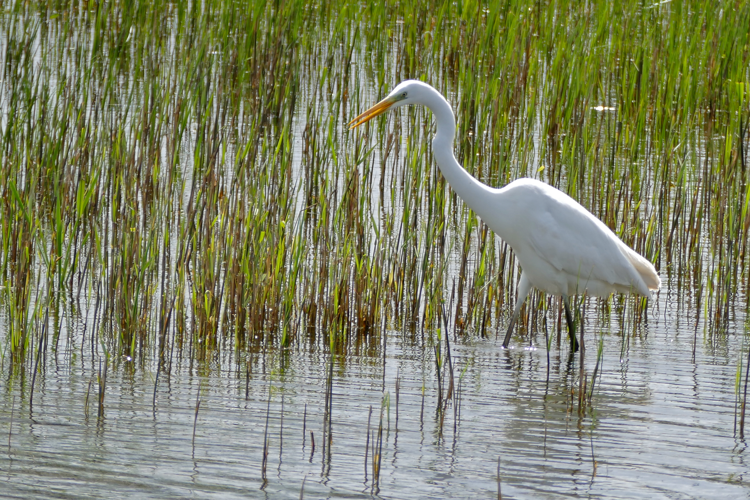 Great Egret (Ardea alba) (25562005404).jpg &copy; Josve05a