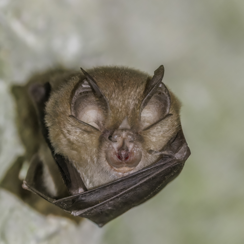 Greater horseshoe bat (Rhinolophus ferrumequinum) Hrdovicka.jpg &copy; Charlesjsharp