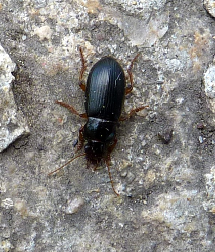 Harpalus latus (3622584048).jpg &copy; File Upload Bot (Magnus Manske)