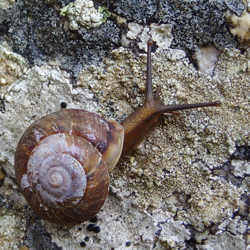 Helicigona lapicida PaR cropped.JPG &copy; Snek01