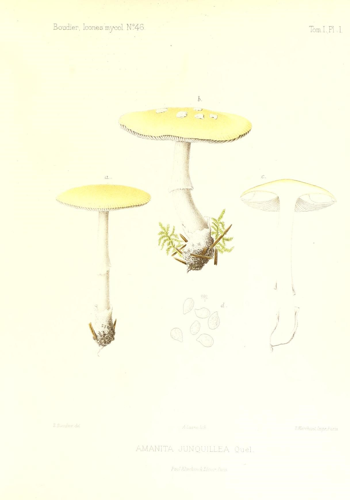 Icones mycologicæ, ou Iconographie des champignons de France principalement Discomycetes (Pl. 1) (9800865443).jpg &copy; Fæ