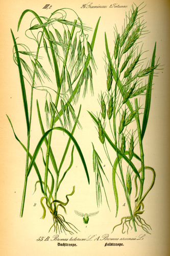 Illustration Bromus tectorum0.jpg &copy; Topjabot