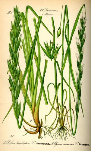 Illustration Leymus arenarius and Lolium temulentum0.jpg &copy; Topjabot