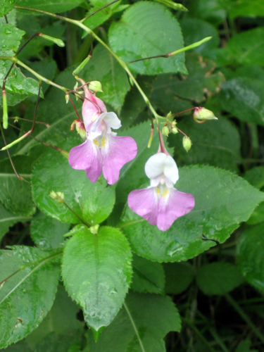 Impatiens balfourii9.jpg &copy; Flickr upload bot
