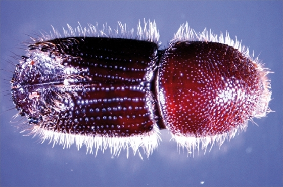 Ips sexdentatus dorsal.jpg &copy; Lymantria