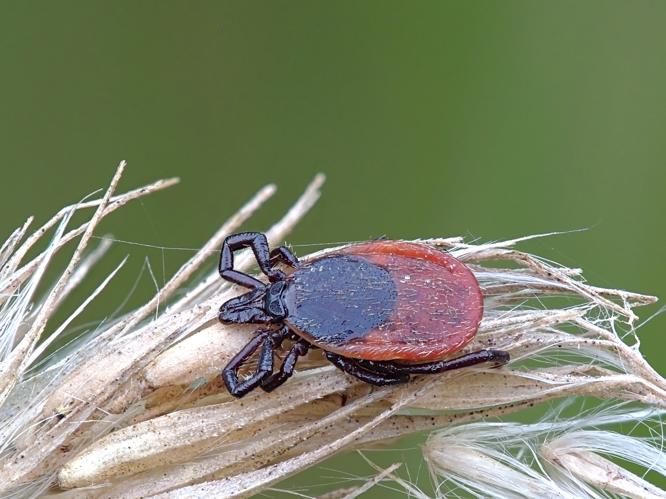 Ixodes ricinus on dry grass.jpg &copy; W.alter