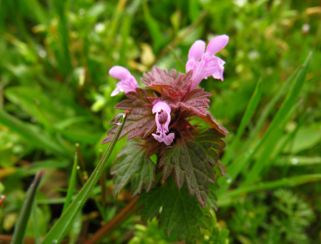 Lamium hybridum 2601.jpg &copy; Balles2601