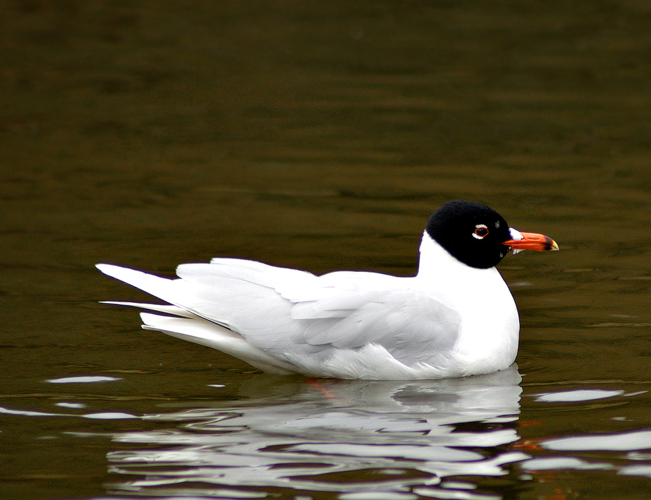 Larus melanocephalus aka Mediterranean Gull rare guest in Sweden2.jpg &copy; Merops