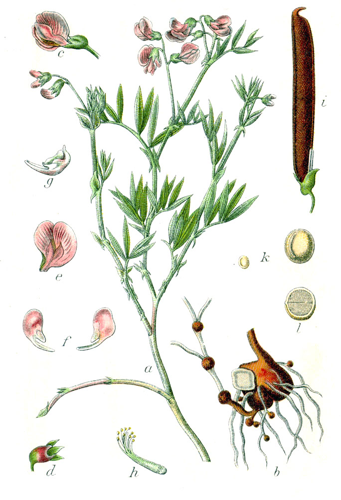 Lathyrus montanus Sturm18.jpg &copy; Finavon
