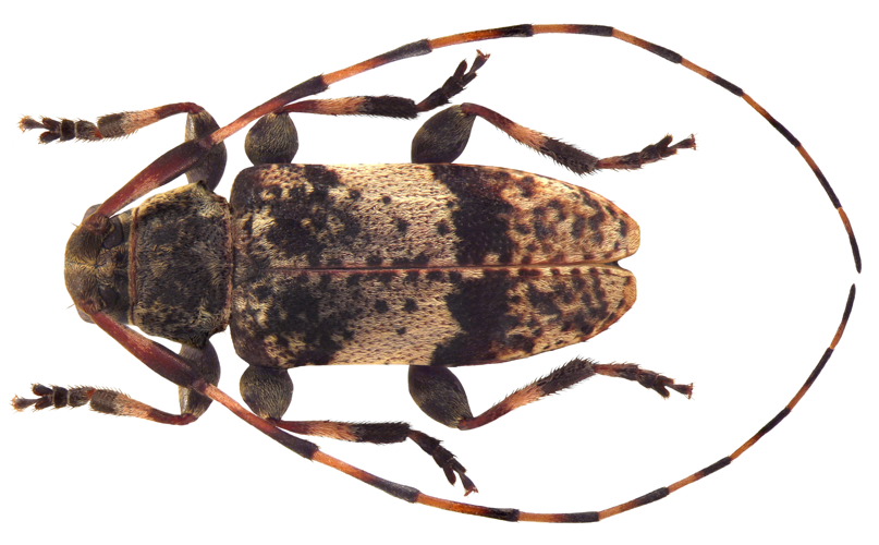 Leiopus nebulosus (Linné, 1758) male (4606508767).jpg &copy; File Upload Bot (Magnus Manske)