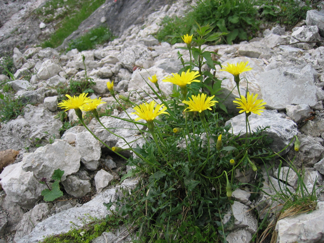 Leontodon hispidus hyoseroides.jpg &copy; Tigerente