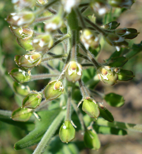 Lepidium campestre2 W.jpg &copy; Fornax