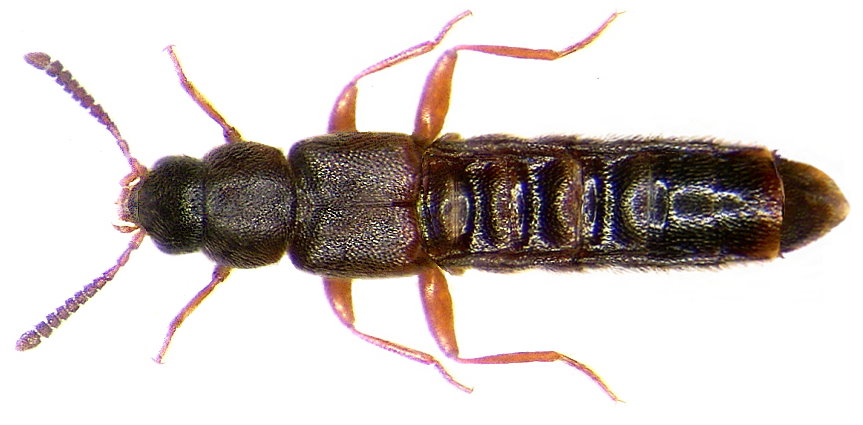 Leptusa pulchella (Mannerheim, 1830) (3607692151).jpg &copy; File Upload Bot (Magnus Manske)