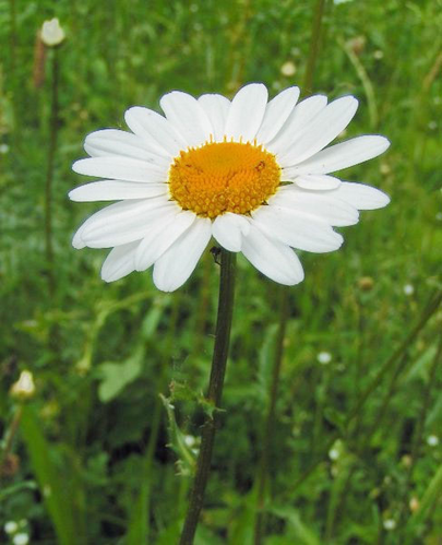 Leucanthemum-vulgare01.jpg &copy; JoJan