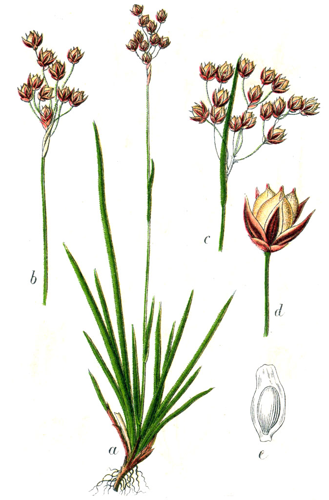 Luzula forsteri Sturm19.jpg &copy; Finavon