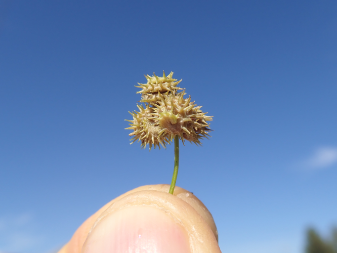 Medicago polymorpha fruit NC11 - 45869974984.jpg &copy; Yacàwotçã