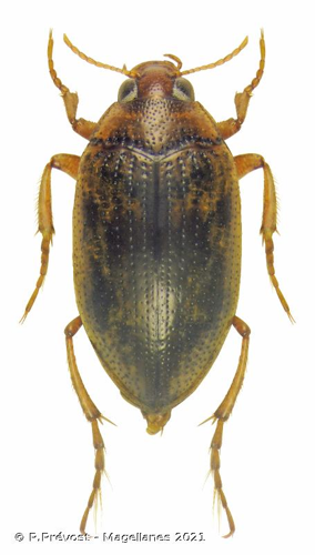  © P.Prévost - Magellanes 2021