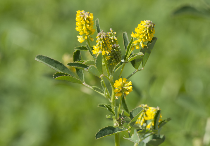Melilotus indicus, Karataş, Adana, Türkiye.jpg &copy; Zcebeci