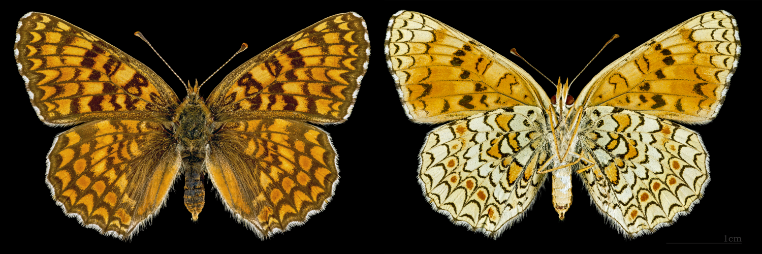 Melitaea phoebe MHNT CUT 2013 3 29 Les Vigneaux female.jpg &copy; Archaeodontosaurus