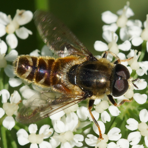 Merodon avidusDSC05647.JPG &copy; Manders~commonswiki