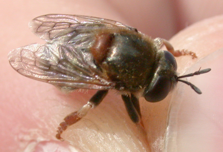 Microdon mutabilis.jpg &copy; PaulT