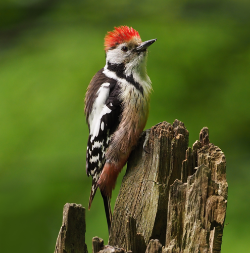Middle-spotted woodpecker (Dendrocopos medius), Parc du Rouge-Cloître, Brussels (49179578882) (cropped).jpg &copy; Lodewicus de Honsvels