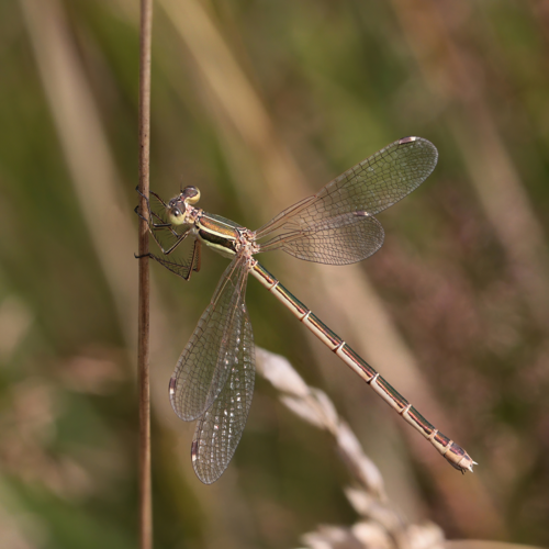 Migrant spreadwing (Lestes barbarus) female Belgium.jpg &copy; Charlesjsharp