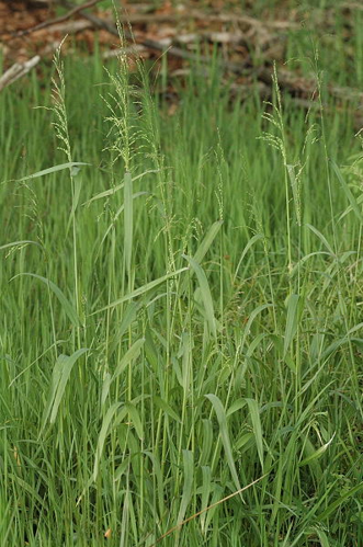 Milium.effusum.2.jpg &copy; Sarefo
