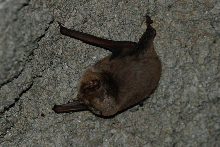 Miniopterus schreibersii 14816526.jpg &copy; Lodewicus de Honsvels